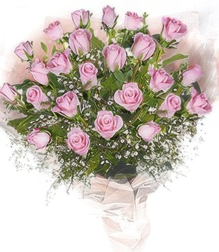 Product: 2 Dozen Pink Roses Wrapped
